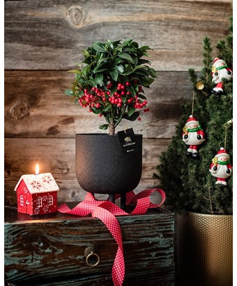 Ardisia Siyah Ayaklı Saksıda